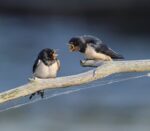 barn-swallow-8097199_960_720.jpg