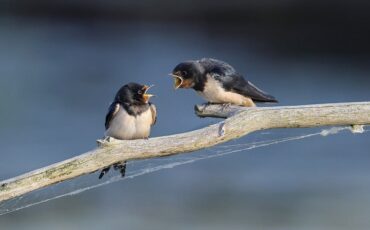barn-swallow-8097199_960_720.jpg