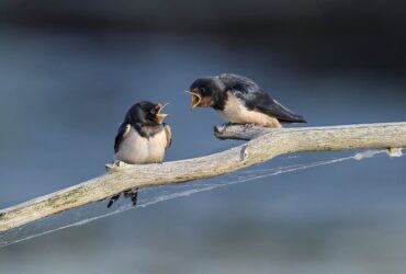 barn-swallow-8097199_960_720.jpg