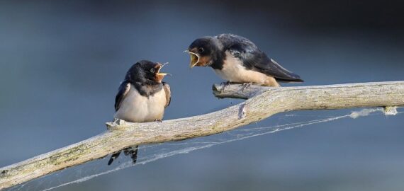 barn-swallow-8097199_960_720.jpg