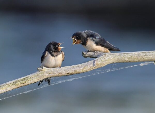 barn-swallow-8097199_960_720.jpg