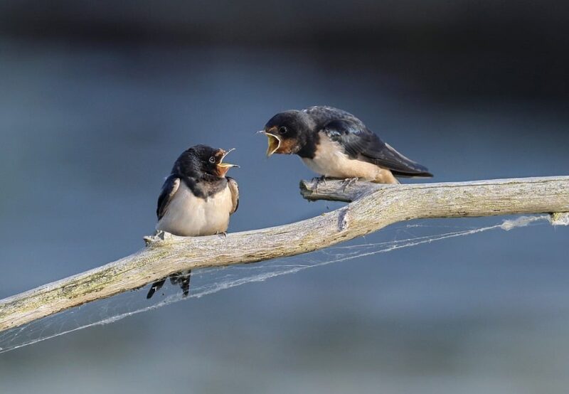 barn-swallow-8097199_960_720.jpg