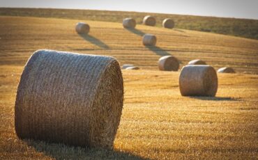 harvest-8118900_960_720.jpg