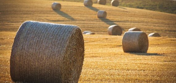 harvest-8118900_960_720.jpg