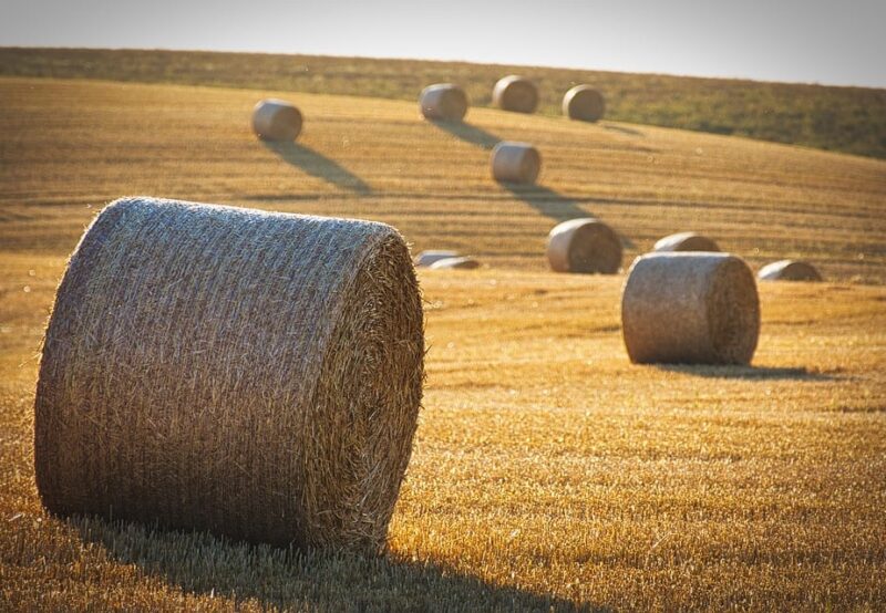 harvest-8118900_960_720.jpg