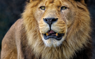 lion-8096155_960_720.png
