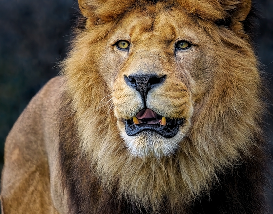 lion-8096155_960_720.png