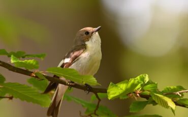 pied-flycatcher-8078925_960_720.jpg