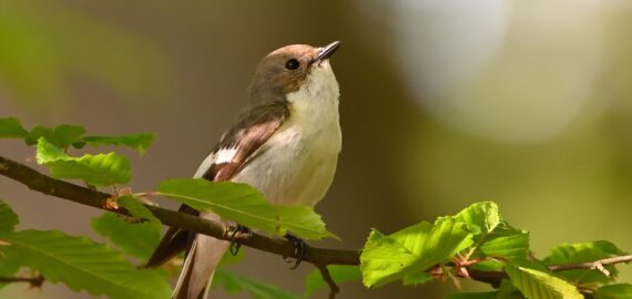 pied-flycatcher-8078925_960_720.jpg