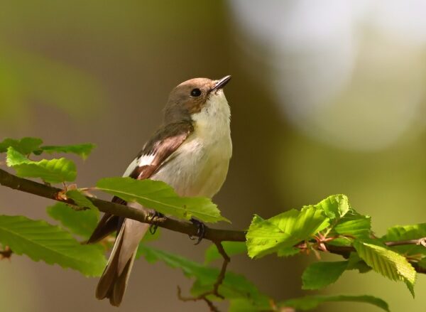 pied-flycatcher-8078925_960_720.jpg