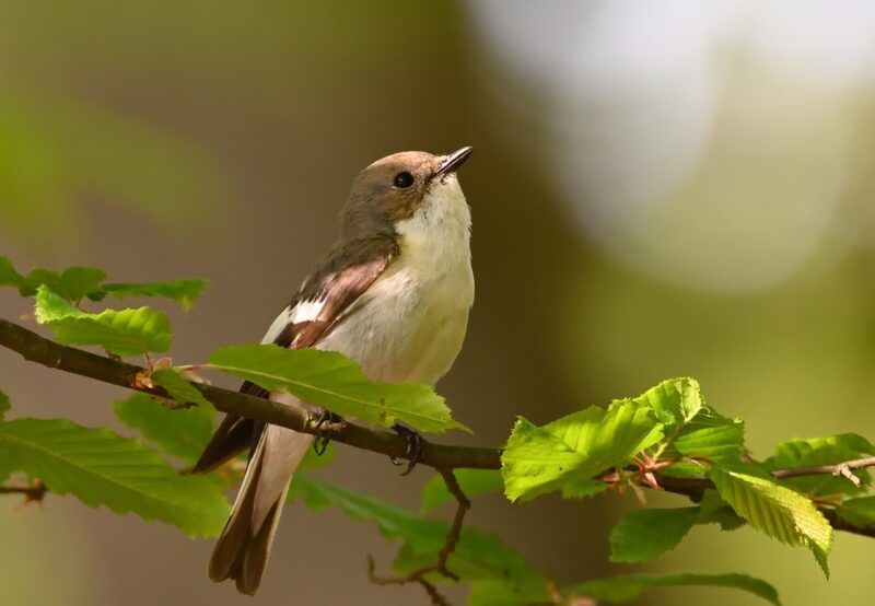 pied-flycatcher-8078925_960_720.jpg